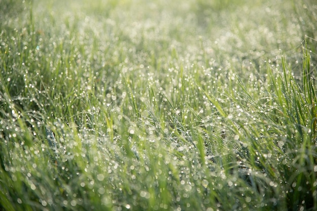 Dauw op het gras