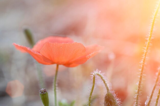 Dauw op papaverbloem