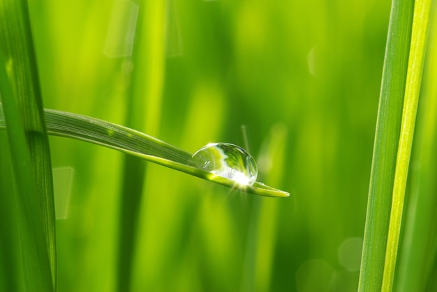 Dauwdruppel op een grassprietje