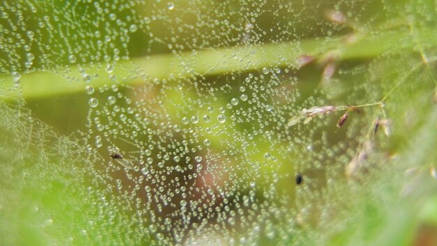 Foto dauwdruppels in de ochtend op bladeren met zonlicht waterdruppels op het groene gras