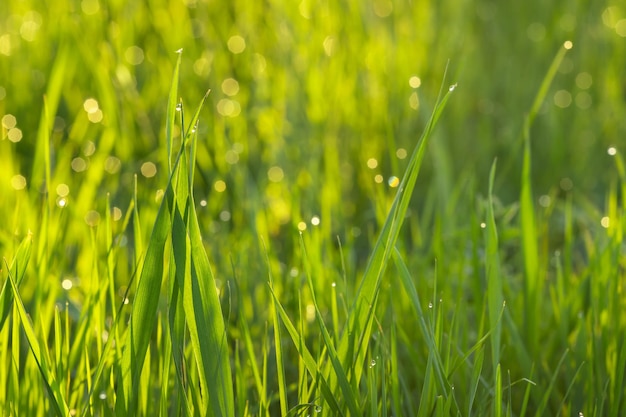 Dauwdruppels in de vorm van bokeh op het jonge gras van de ochtendlente Concept van warmte-aankomst