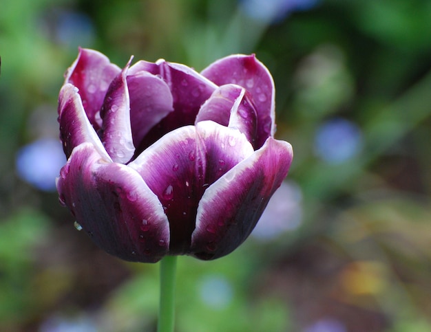 Dauwdruppels op de bloembladen van een paarse tulpenbloembloesem