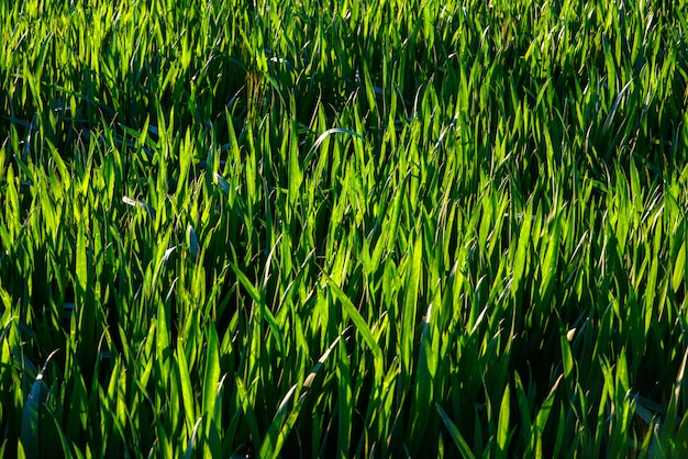 Dauwdruppels op felgroen gras