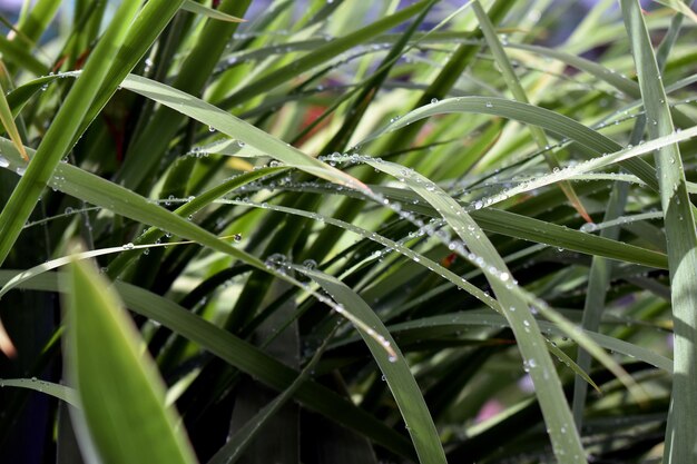 dauwdruppels op groen gras