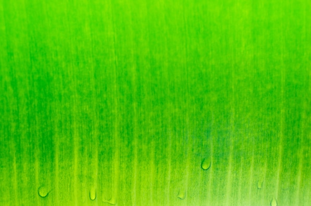Dauwdruppels op groene bladeren, groene bladtextuur voor achtergrond