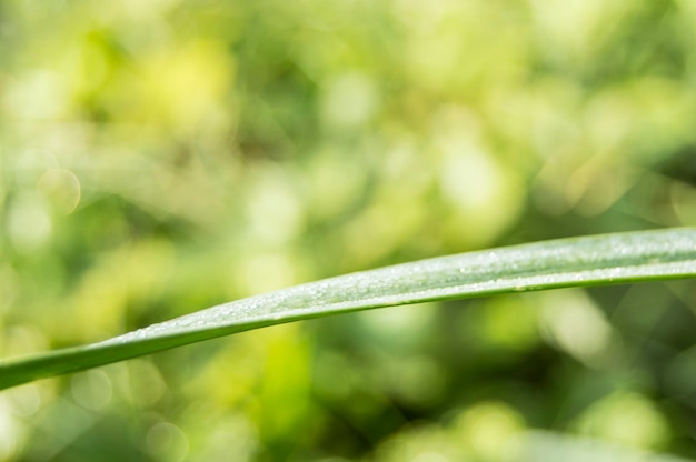 Dauwdruppels op groene sprietje gras vage achtergrond kopie ruimte