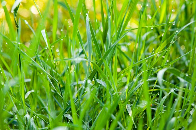 Dauwdruppels op het gras in de ochtend zonnige lichten Natuur achtergrond Lente en zomer concept