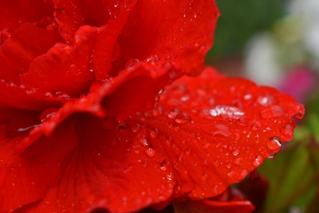 Dauwdruppels op scharlaken roos