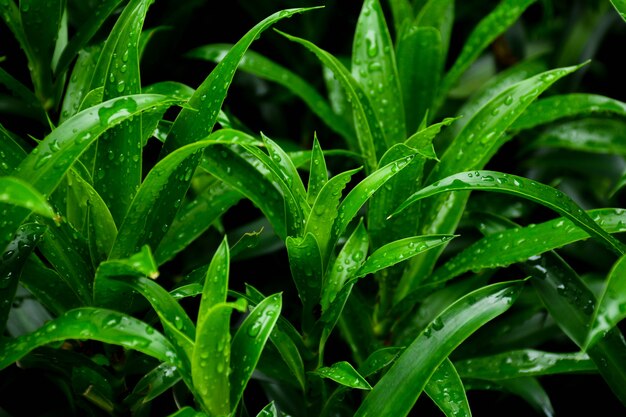 Dauwdruppeltjes op groene grasbladeren