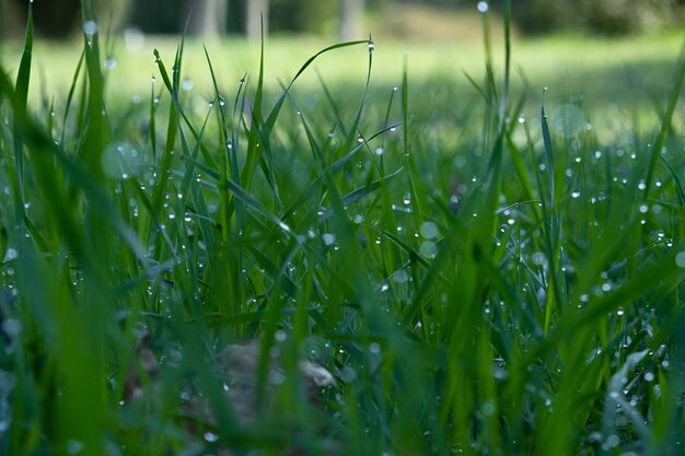 Dauwgras vroege ochtend Mooie smaragdgroene kleur van zomergras