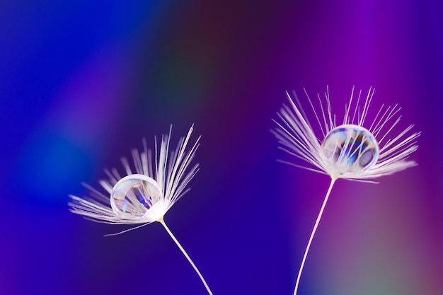 Dauwwaterdruppel op paardenbloemzaad macrofotografie Pluizig paardebloemzaad