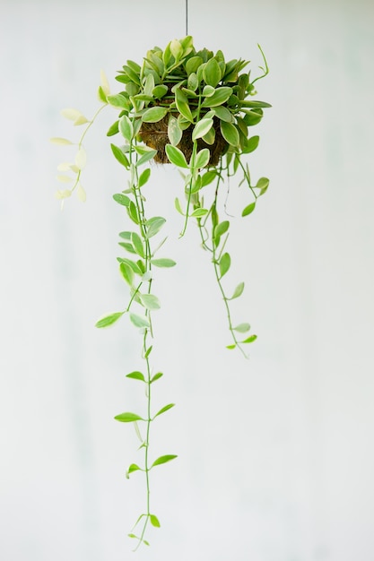 dave ornamental plant isolate on white background