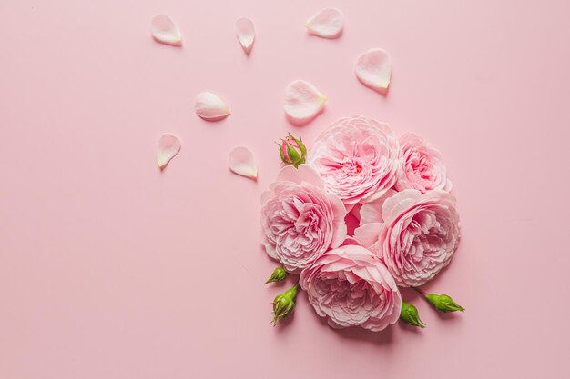 David austin rozen op de roze achtergrond voor het ontwerp