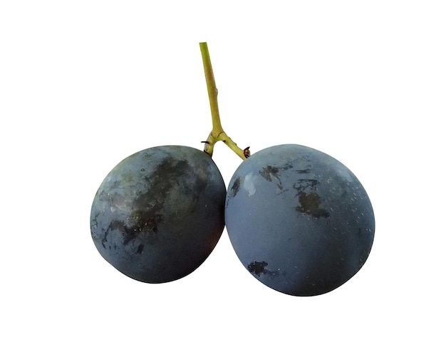 Davidsonia jerseyana Davidson's plum is used commercially in jam wine icecream and sauces