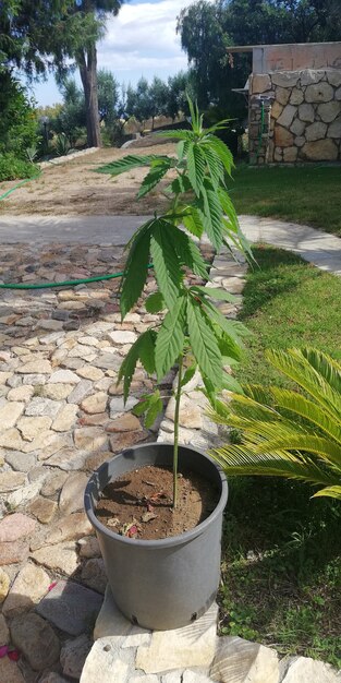 DavMarihuana plant op de pot in de tuin van het huis