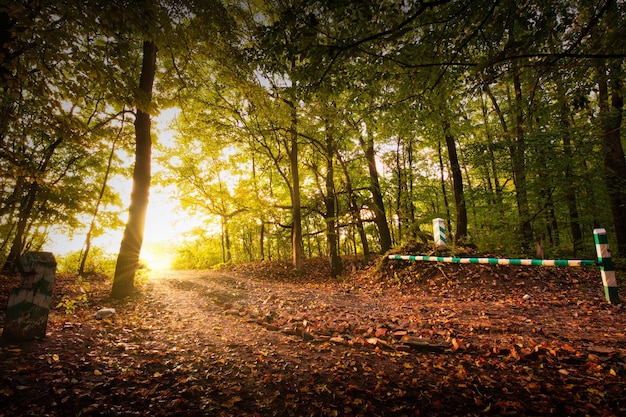 Dawn in the autumn forest The dirt road goes towards the sunset