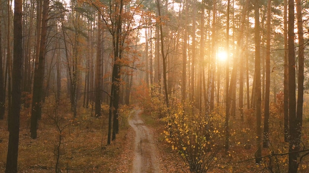 Dawn over a beautiful forest with tall trees