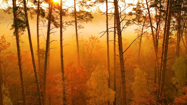 Dawn over a beautiful forest with tall trees