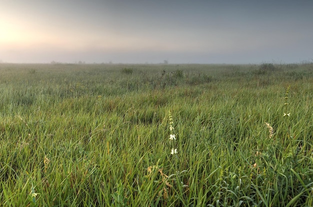 A dawn early in the morning in the steppe with fog