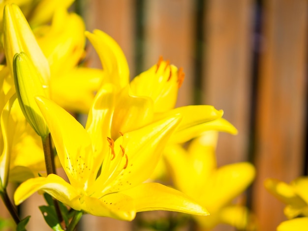 Dawn flowers yellow lilies in the garden