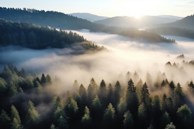 Dawn and fog in the mountain forest