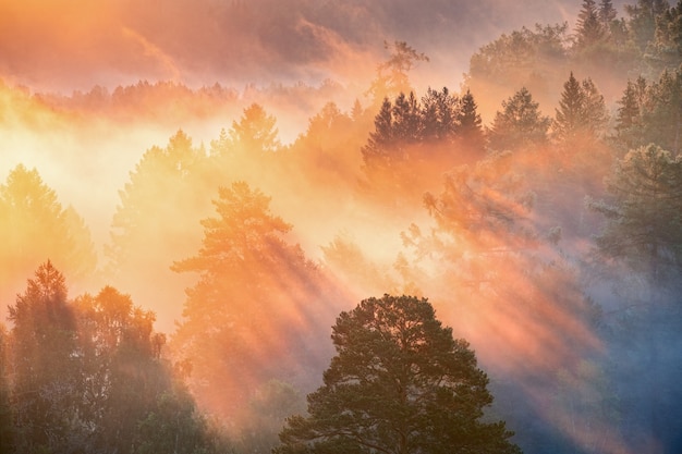 Dawn in a foggy forest, the sun's rays make their way through the fog and trees.