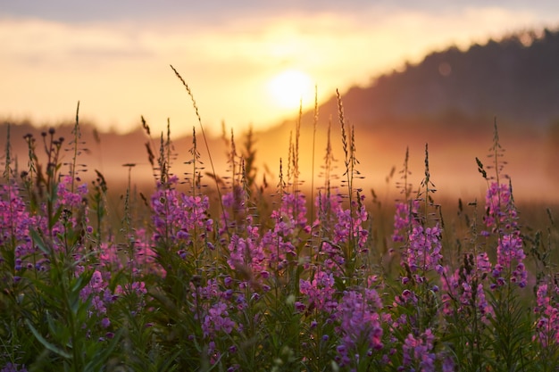 Dawn in het veld vroeg in de ochtend. Zacht zonlicht. Wilde bloemen bloeien in de zomer, het veld is begroeid met gras. Landelijk gebied