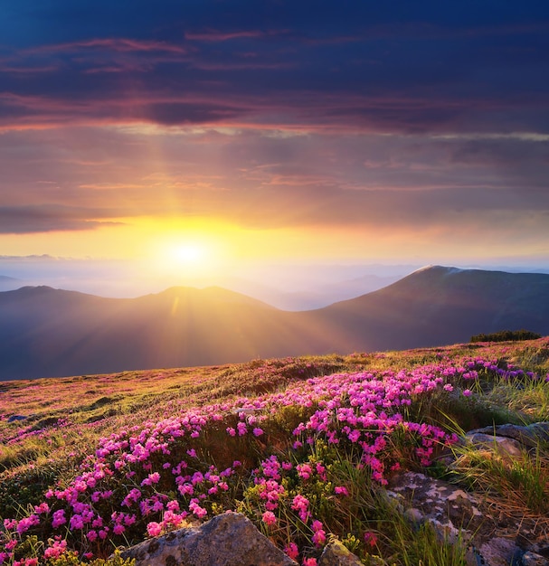 Dawn in the mountains of flowers of Rhododendron