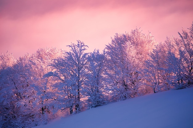 Dawn in the mountains trees in the frost