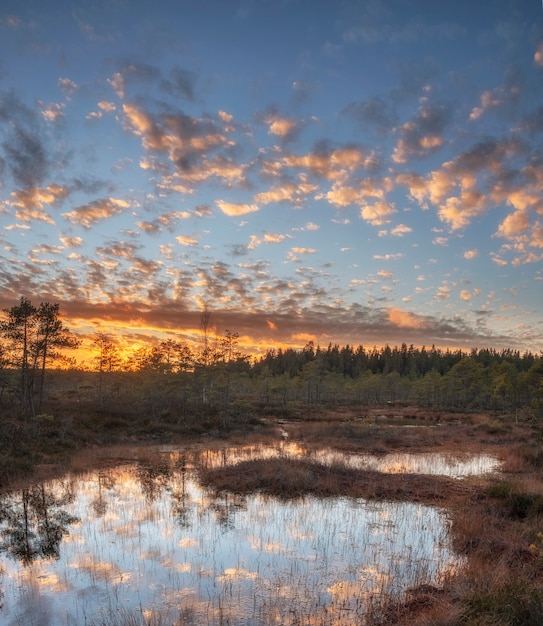 Dawn in the northern swamp in summer