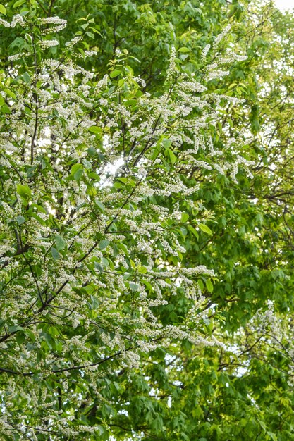 Alba nel giardino fiorito di primavera