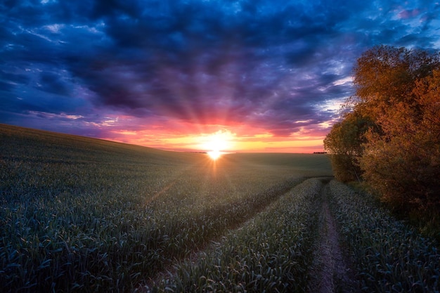 Dawn over a wheat field A wonderful summer morning