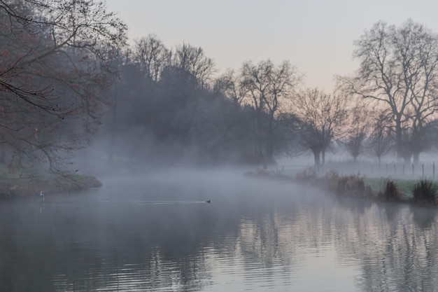 Dawn with mist in a forest with a lake surrounded by trees with reflections in water