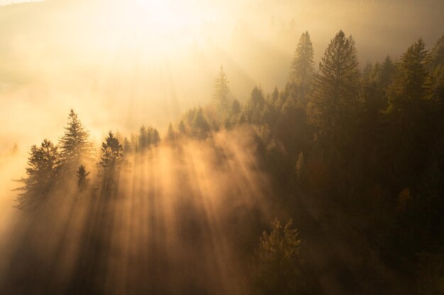 Dawning of autumn's beauty sunrise amidst mountain mist and yellow foliage