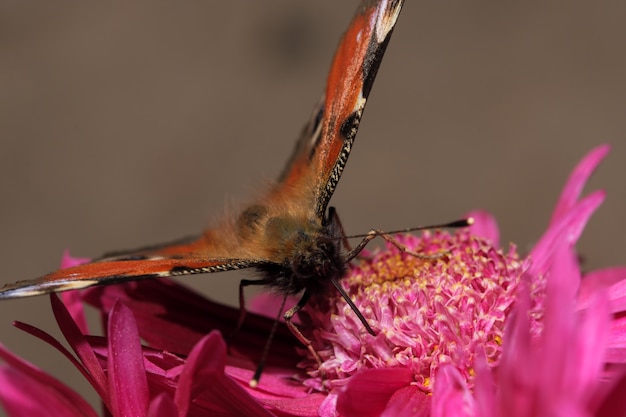 晴れた秋の日に庭で菊の花のクローズアップマクロ写真でタテハチョウ科の日蝶提督