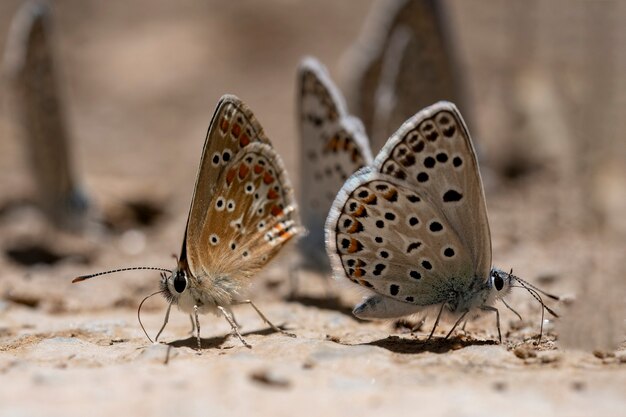 Day butterfly perched on flower, Aricia agestis