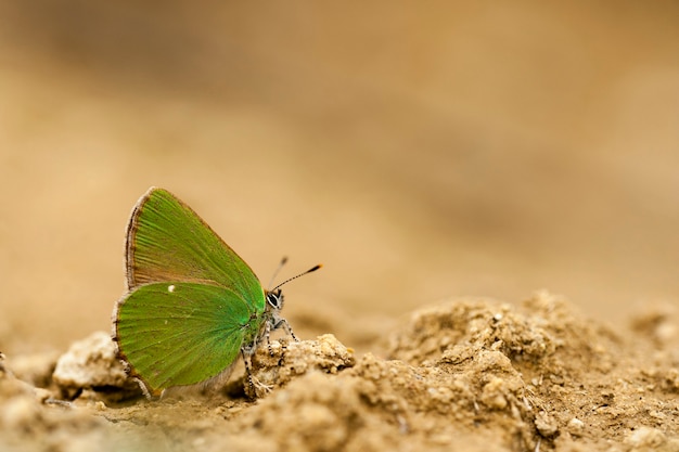 Day butterfly perched on flower, Callophrys rubi.