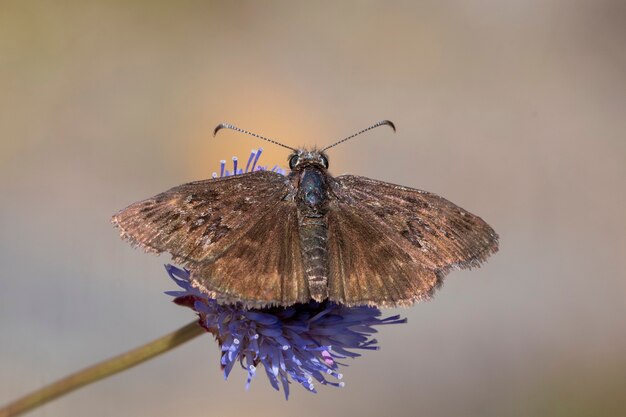 Day butterfly perched on flower, Erynnis tages.