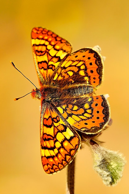 Day butterfly perched on flower, Euphydryas aurinia.