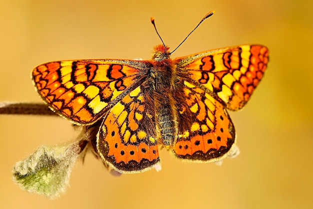 낮 나비는 꽃, Euphydryas aurinia에 자리 잡고 있습니다.