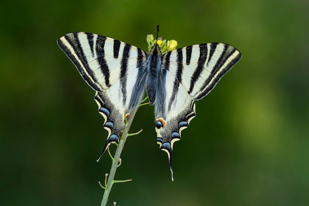 Дневная бабочка сидит на цветке, Iphiclides feisthamelii