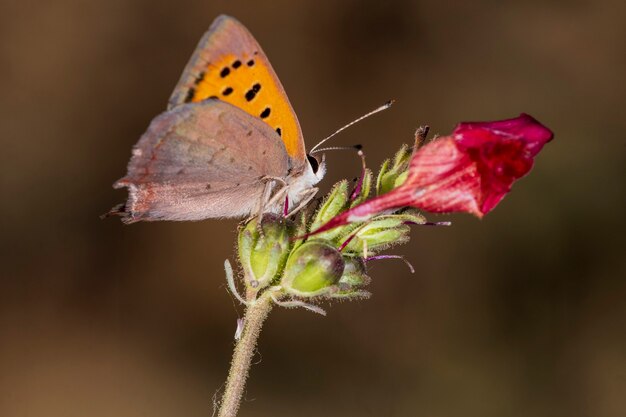 꽃에 자리 잡은 낮 나비, Lycaena phlaeas panoptes.