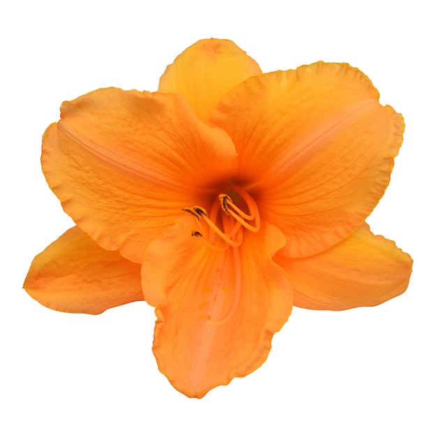 Day lily beautiful delicate flower isolated on white background. Bright orange color. Flat lay, top view