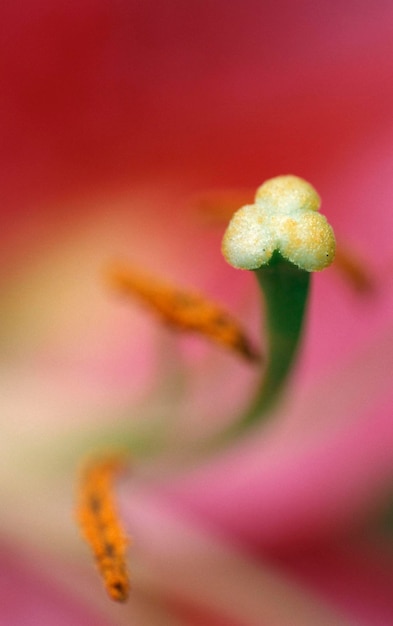 Foto dettaglio del fiore del giglio di giorno ibrido di hemerocallis