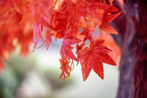 Day maple leaves background