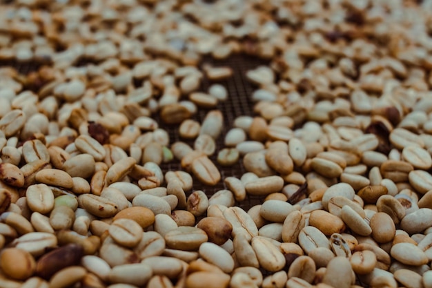 Foto una giornata di raccolta del caffè nella fattoria colombiana