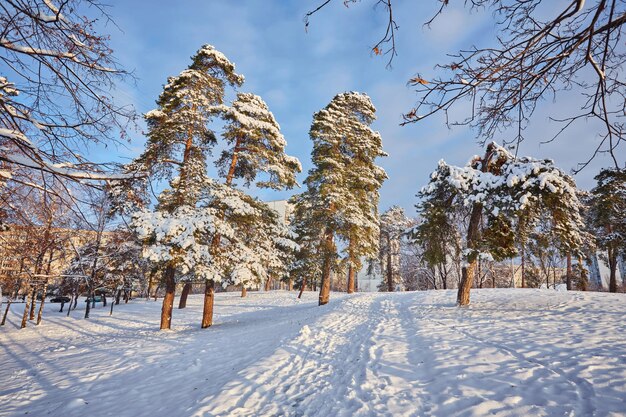 Day in the snowy winter forest