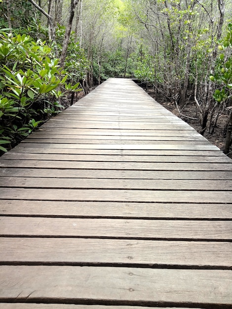 Photo daylight on a forest bridge