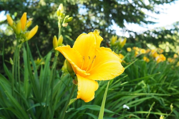 カンゾウまたは美しいレモンイエローは、美しく開花する多年生の草本植物です。細長い緑の葉が趣味で開花します。Hemerocallis lilioasphodelus 黄色の品種です。