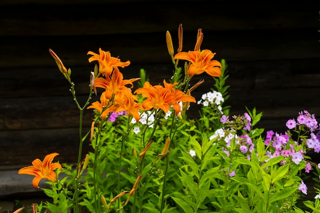 Daylily flower. Flowers in the garden. flowering daylily